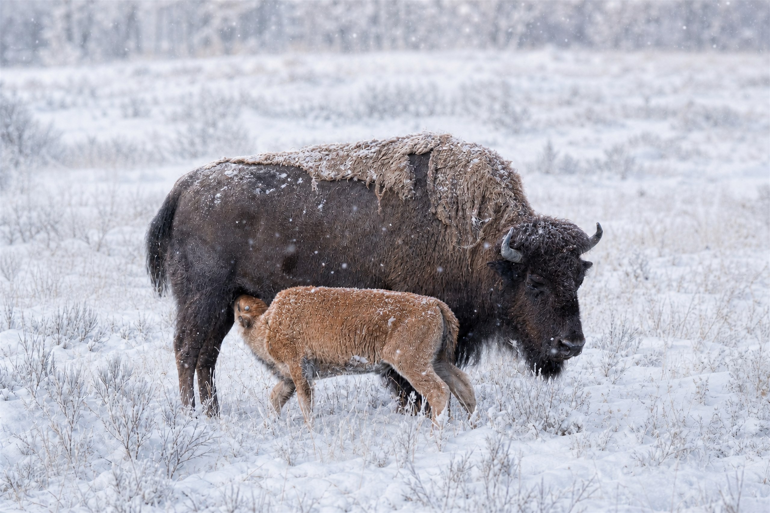 Shelter in the Storm, Bison family study