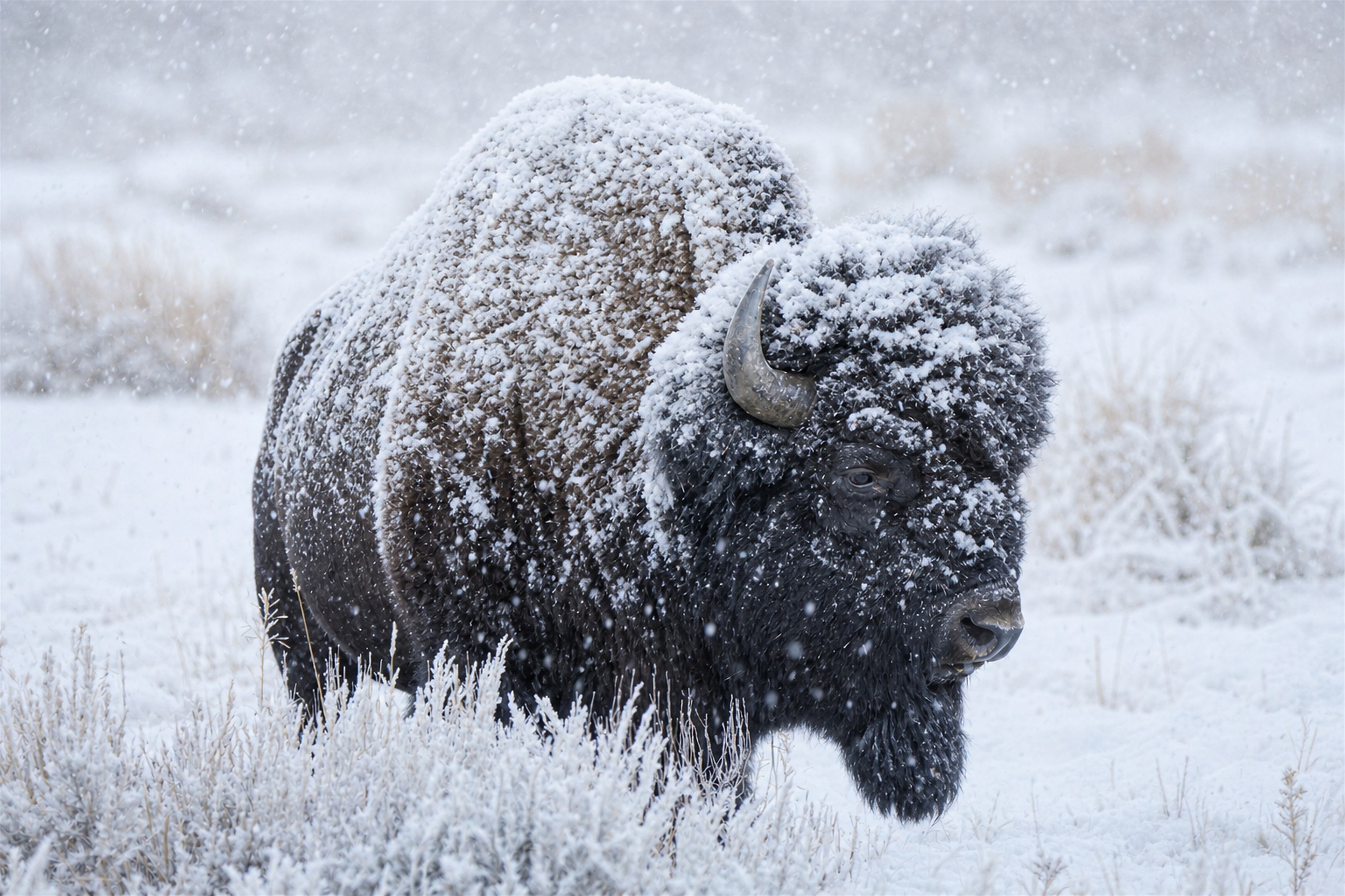 Winter Sentinel, Yellowstone, Wyoming